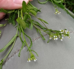 Capsella bursa-pastoris