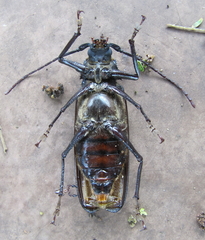 Macrotoma natala