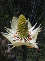 Leucadendron immoderatum