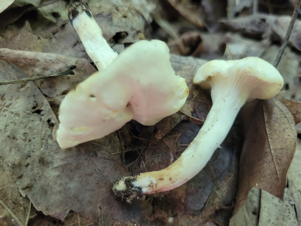 Cuphophyllus sp. 'IN01'