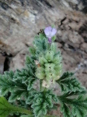 Verbena supina