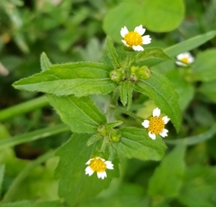 Galinsoga quadriradiata