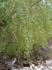 Salix mucronata mucronata