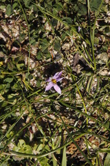 Romulea rosea australis