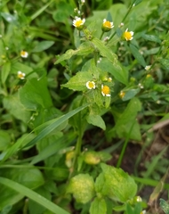 Galinsoga quadriradiata