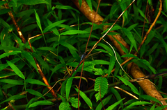 Orthetrum andamanicum