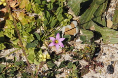 Romulea rosea australis