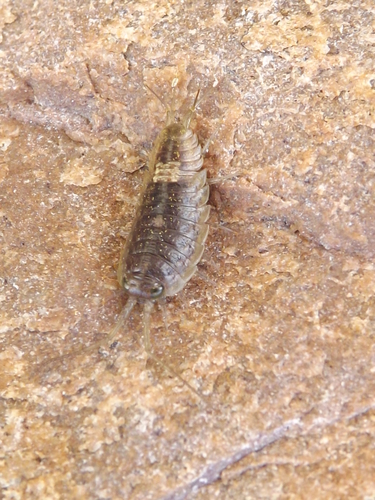 Ligia dilatata