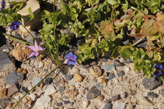Lysimachia arvensis caerulea