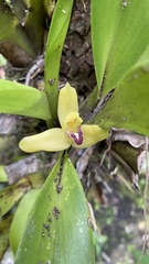 Maxillaria maleolens