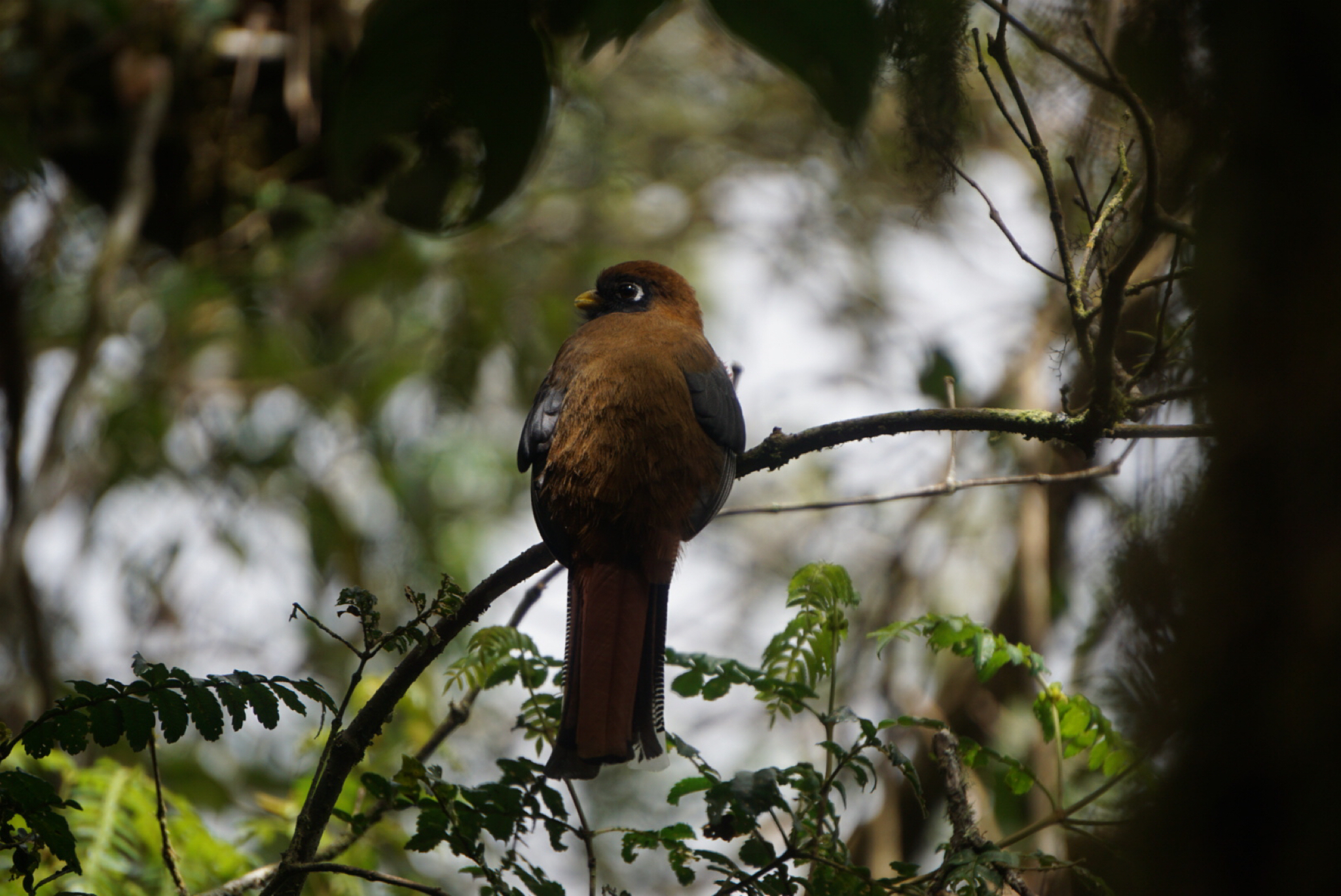 Trogon personatus image