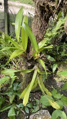 Maxillaria maleolens