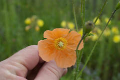 Papaver aculeatum