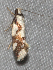 Machetis aphrobola