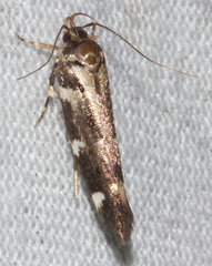 Macrobathra ceraunobola