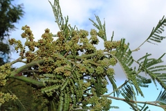 Dasineura rubiformis
