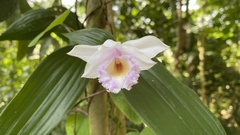 Sobralia decora