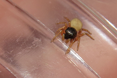 Euophrys melanoleuca