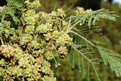 Dasineura rubiformis