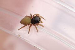 Euophrys melanoleuca