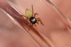 Euophrys melanoleuca
