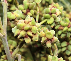 Dasineura rubiformis