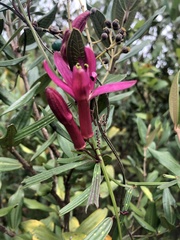 Passiflora bicuspidata