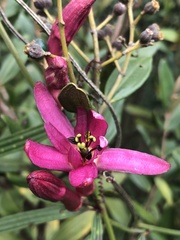 Passiflora bicuspidata