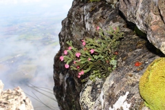 Erica tegulifolia