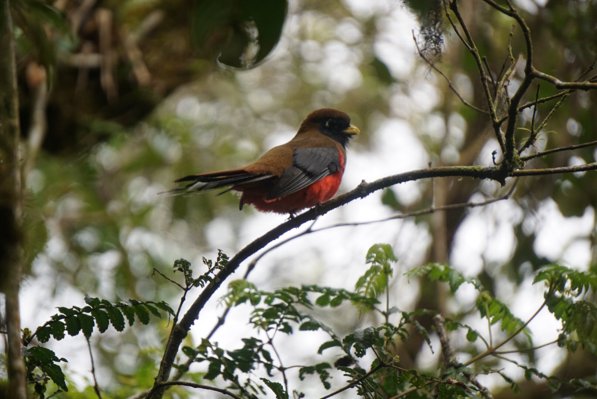 Trogon personatus image