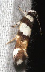Macrobathra euryleuca