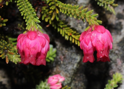 Erica tegulifolia