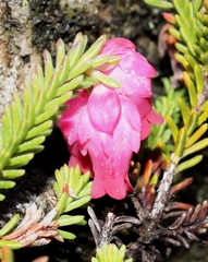 Erica tegulifolia
