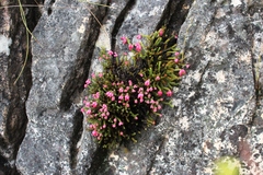 Erica tegulifolia