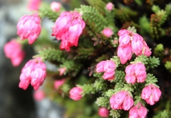 Erica tegulifolia