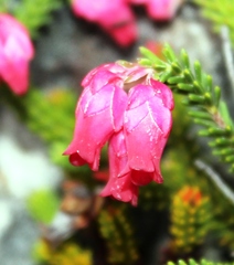 Erica tegulifolia