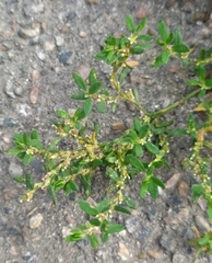 Polygonum