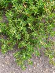 Polygonum
