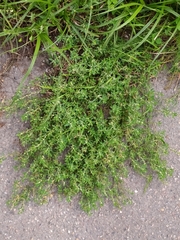 Polygonum