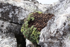 Oscularia caulescens