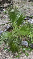 Brahea nitida