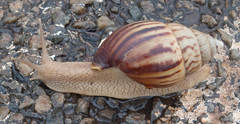 Achatinidae
