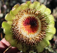 Protea effusa