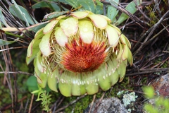 Protea effusa