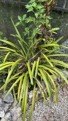 Arpophyllum giganteum