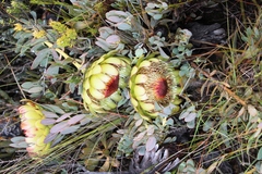 Protea effusa