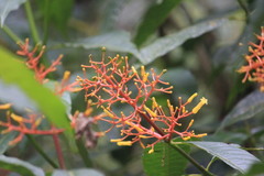 Image of Palicourea padifolia