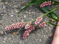 Persicaria maculosa