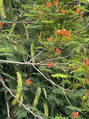 Delonix regia