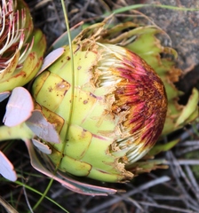 Protea effusa